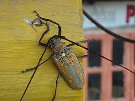 Batocera horsfieldi