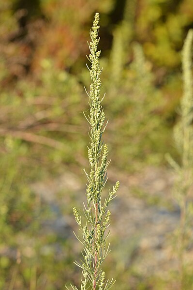 File:Beach Wormwood (Artemisia campestris caudata) - MacGregor Point Provincial Park.jpg