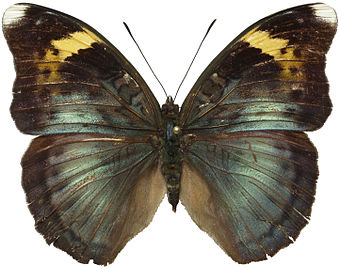 Bebearia phranza female, Mbalmayo, Cameroon Bebearia phranza female.jpg