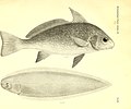 Beiträge zur Kenntniss der Fische Afrika's (II) und Beschreibung einer neuen Paraphoxinus-Art aus der Herzegowina (1882) (19742354493).jpg