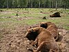 European bisons in Belovezhskaya Pushcha National Park