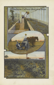 Belladonna cultivation, Eli Lilly and Company, 1919