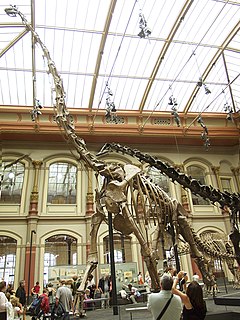 Description de l'image Berlin - Museum für Naturkunde - Brachiosaurus brancai.jpg.
