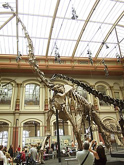 Berlin - Museum für Naturkunde - Brachiosaurus brancai.jpg