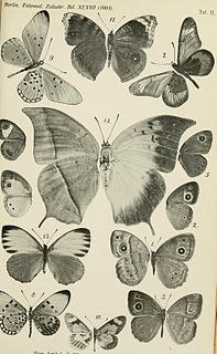 <i>Acraea goetzei</i> Species of butterfly