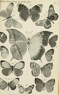 <i>Acraea baxteri</i> Species of butterfly