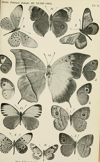 <i>Acraea goetzei</i> Species of butterfly