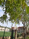 Thumbnail for File:Betula nigra patioan.jpg