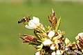 * Nomination Western honey bee collecting pollen --THWZ 20:33, 26 September 2012 (UTC) * Decline  Oppose Bee out of focus, background noisy IMO. --JDP90 05:56, 28 September 2012 (UTC)