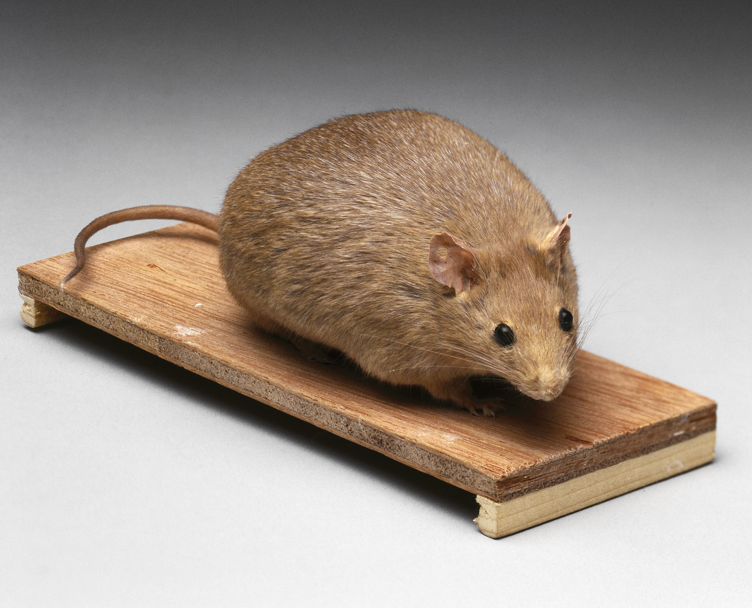 File:Rat-glue trap.jpg - Wikipedia
