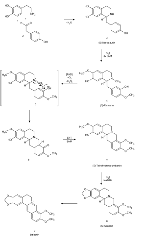 Biosynthesis of berberine Biosynthesis of berberine.svg