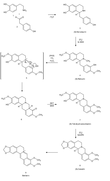 File:Biosynthesis of berberine.svg