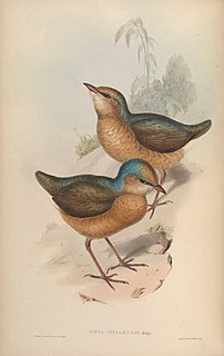 Blue-naped pitta Species of bird