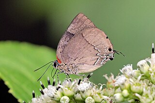 <i>Panthiades bitias</i> Species of butterfly