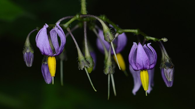 Bittersweet Nightshade (Solanum dulcamara)