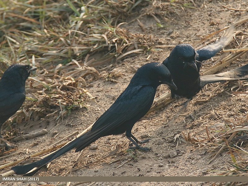 File:Black Drongo (Dicrurus macrocercus) (32639670580).jpg