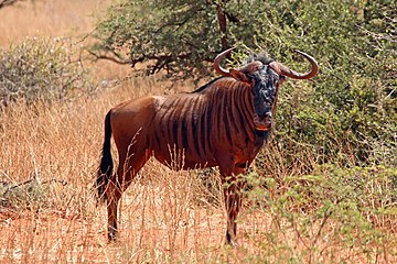 'n Jong blouwildebees in die Tswalu Kalahari Reservaat, Suid-Afrika.