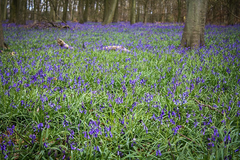 File:Bluebells, Nuffield Place (7084181015).jpg