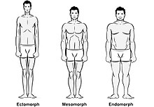 Somatotype, Definition & Facts