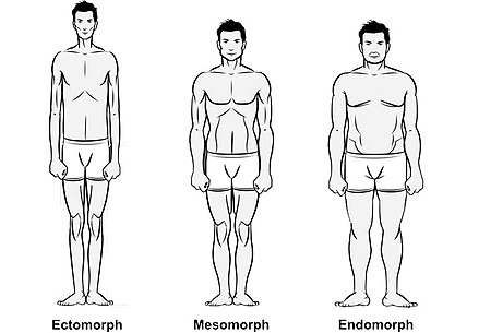 endomorphs