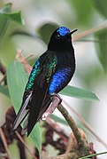 Boissonneaua jardini Colibrí sietecolores Velvet-purple Coronet (8428152181).jpg