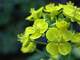 B. rapa chinensis دارای گلهای زرد است
