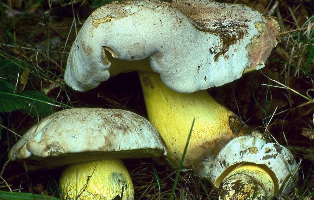 Boletus radicans