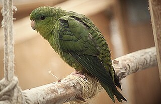 <span class="mw-page-title-main">Barred parakeet</span> Species of bird