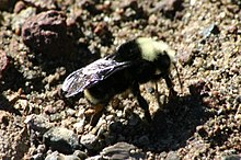 The Yellow-faced bumblebee is a subterranean nester. Bombus Vosnesenskii Ground Nesting.jpg