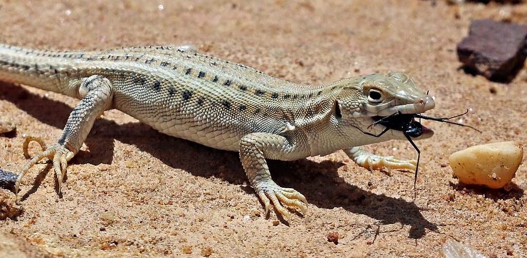 Bosc's fringe-toed lizard (Acanthodactylus boskianus asper) juvenile.jpg