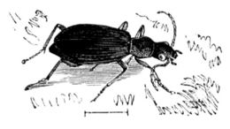 Raudongalvis bombožygis (Brachinus crepitans)