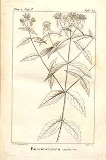 Brachystemum miticum by Pierre-Joseph Redouté from Flora Boreali-Americana