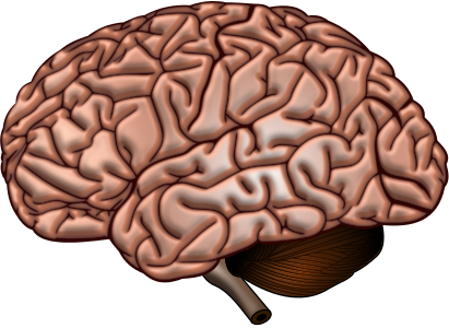 Brain Surface