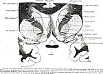 Thumbnail for File:Brain and spinal cord; a manual for the study of the morphology and fibre-tracts of the central nervous system (1912) (14577709018).jpg