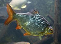 Brassenbarbe (Barbonymus schwanenfeldii), Tierpark Hellabrunn, München