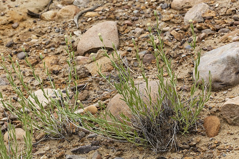 File:Brickellia oblongifolia var. linifolia - Flickr - aspidoscelis.jpg