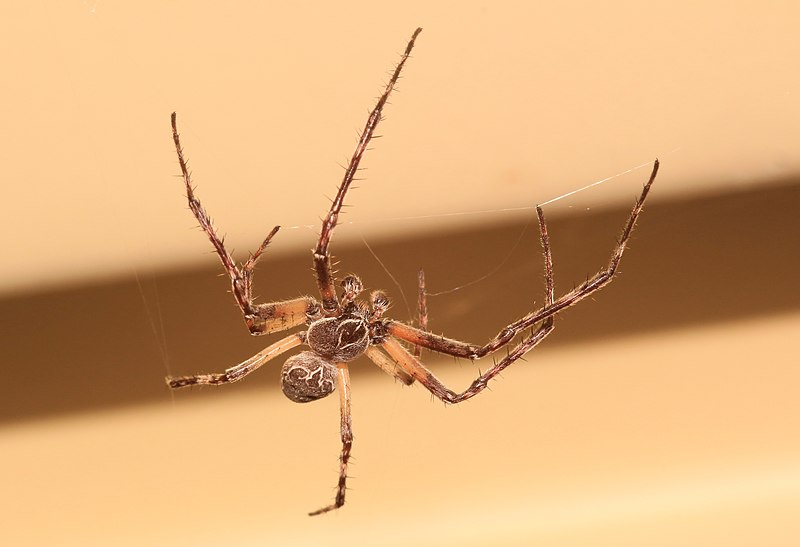 File:Bridge Spider Larinioides sclopetarius 8983.jpg