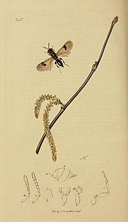 Miniatuur voor Sycophila biguttata