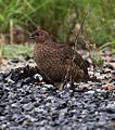 Brown quail2 - Christopher Watson.jpg