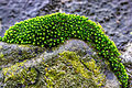 Bryum gemmiparum.jpg