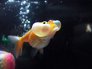 Bubble Eye goldfish.jpg