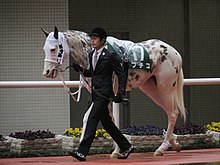 This near-white mare is a daughter of Shirayukihime, the suspected founder of the W14 mutation. Horses with W14 are often fully white. Buchiko IMG 1120 R 20150307.JPG