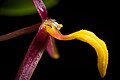 Bulbophyllum denophyllum Labellum