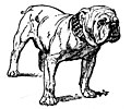 Bulldog (PSF).jpg