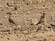 Burchell's Courser.jpg