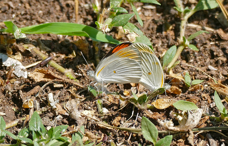 File:Bushveld Orange Tips (Colotis pallene) mating (16657624713).jpg