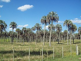 Quebracho (Uruguay)