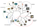 C1orf112 Unrooted Phylogenetic Tree with Annotation.png