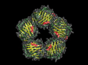 C Reaktivt Protein Wikipedia