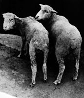 zwei Schafe mit Kobaltmangel, die von der Kamera abgewandt sind